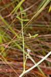 Coastal plain angelica